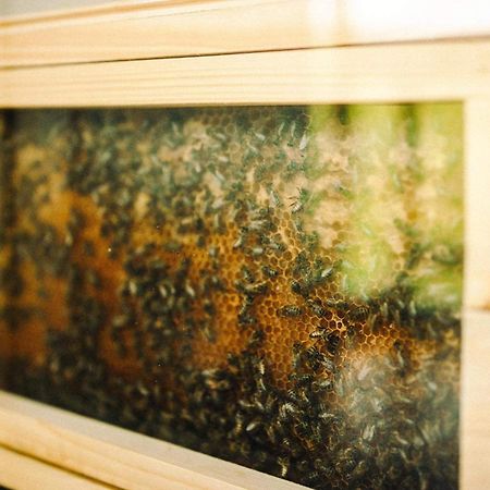 Vcelin Mueslivna Hotel Jablonné v Podještědí Bagian luar foto
