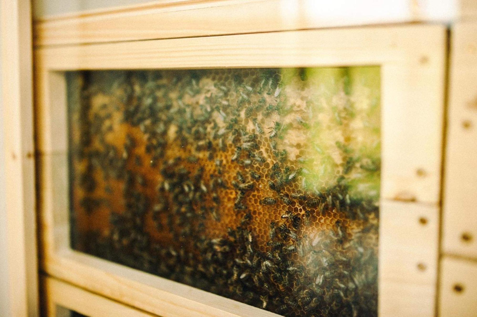 Vcelin Mueslivna Hotel Jablonné v Podještědí Bagian luar foto